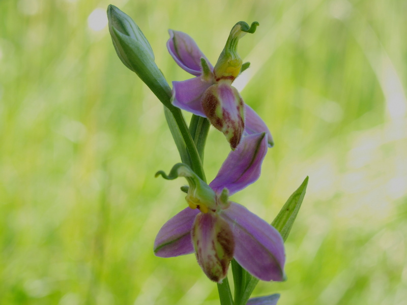 Ophrys apifera var. tilaventina